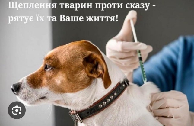 У Корці проведуть безкоштовне щеплення собак та котів проти сказу
